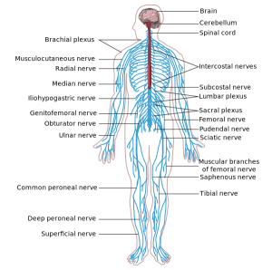 Chiropractic Adjustments